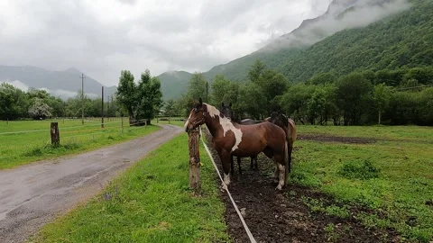 Three horses at the stables Vídeo Stock 242039403