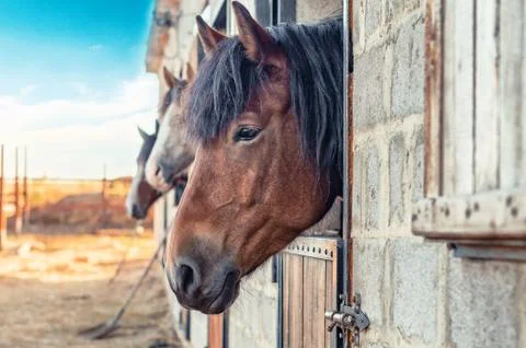 Three horses in the stall at the stable Stock Photos