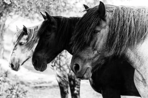 Three horses standing in a row Stock Photos
