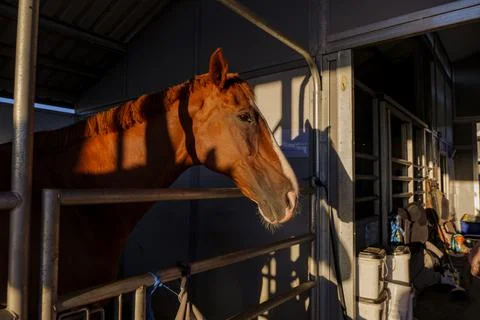 Three horses with their head outside of the stable. Stock Photos