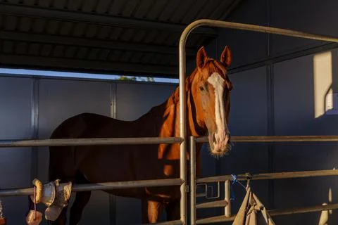 Three horses with their head outside of the stable. Stock Photos