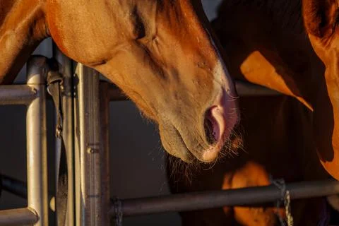 Three horses with their head outside of the stable. Stock Photos