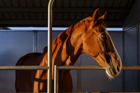 Three horses with their head outside of the stable. Stock Photos