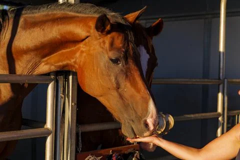 Three horses with their head outside of the stable. Stock Photos