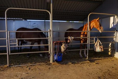 Three horses with their head outside of the stable. Stock Photos