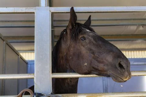 Three horses with their head outside of the stable. Stock Photos