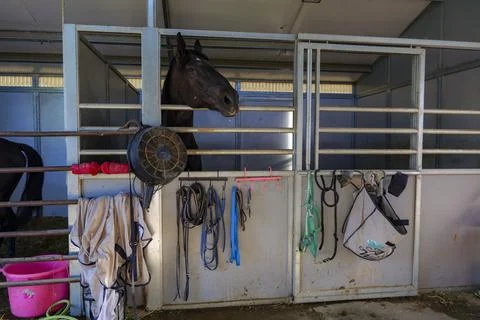 Three horses with their head outside of the stable. Stock Photos