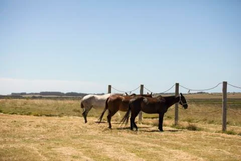Three horses tied to a post in an open field Stock Photos