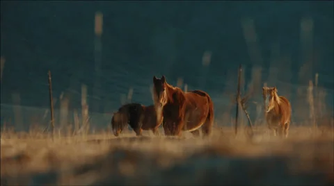Three horses walking and grazing in the steppes of the Altai mountains Stock Footage 36846080