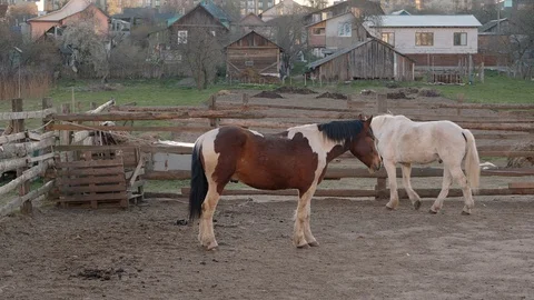 Three horses walking behind the fence Stock Footage 128977397