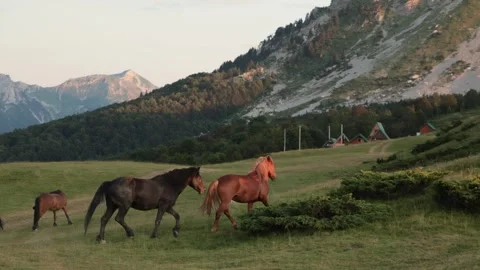 Three horses walking on grassy field near valley Stock Footage 321700201