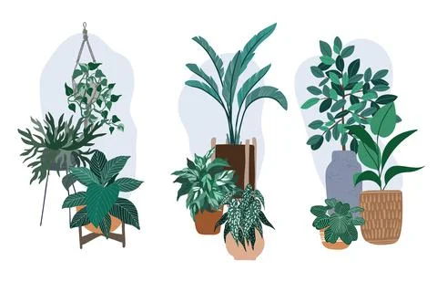 Three house plants compositions, plants in pots Stock Illustration