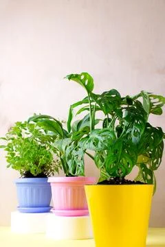 Three houseplants in multicolored pots Stock Photos