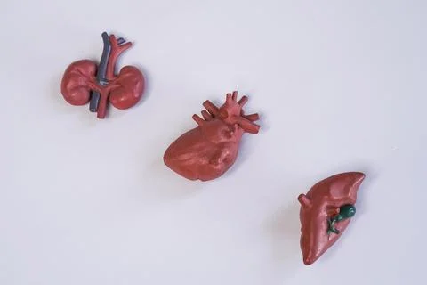 Three human internal organ educational models, including kidneys, heart, an.. Stock Photos