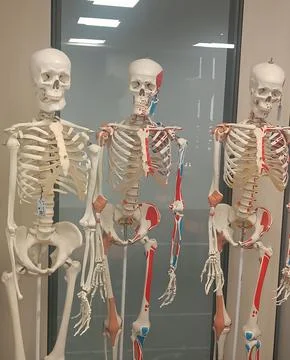 Three human skeleton models standing next to each other. Stock Photos
