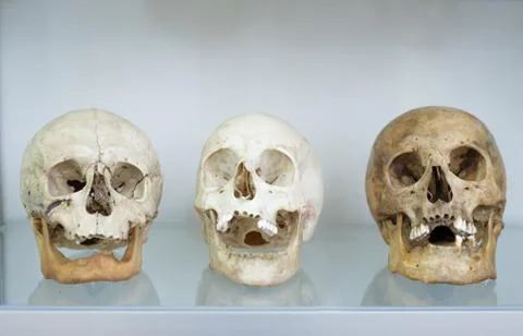 Three human skulls close up Stock Photos