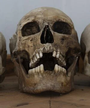 Three Human Skulls Siberia Stock Photos
