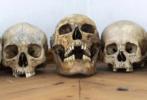 Three Human Skulls Siberia Stock Photos