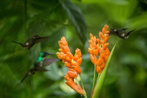 Three hummingbirds hovering next to orange flower,tropical forest, Ecuador, t Stock Photos