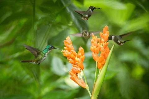 Three hummingbirds hovering next to orange flower,tropical forest, Ecuador, t Stock Photos