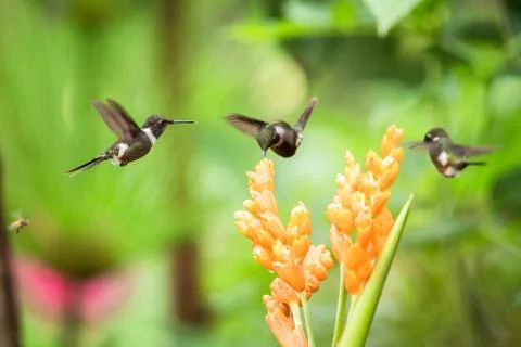 Three hummingbirds hovering next to orange flower,tropical forest, Ecuador, t Stock Photos