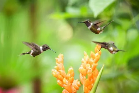 Three hummingbirds hovering next to orange flower,tropical forest, Ecuador, t Stock Photos