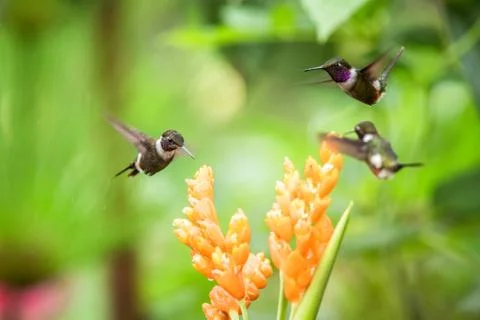 Three hummingbirds hovering next to orange flower,tropical forest, Ecuador, t Stock Photos