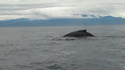 Three Humpback Whale Humps Video stock 33786712