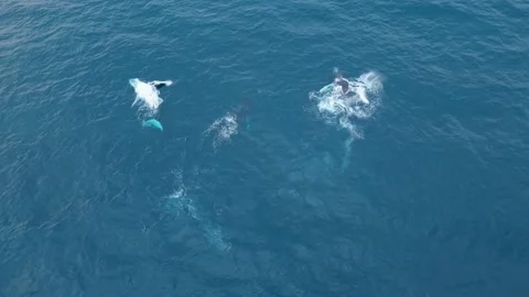 Three Humpback Whales Fin Slapping On The Surface as One Rolls Upside Down Stock Footage 327899408