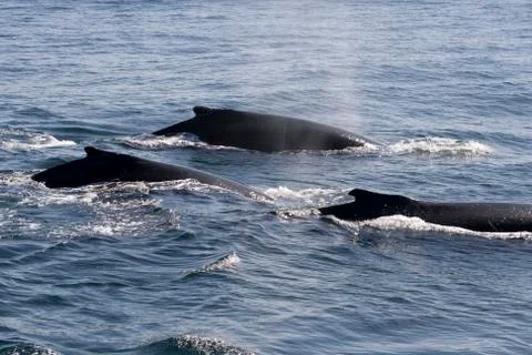 Three humpback whales Stock-Fotos