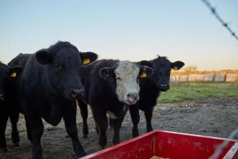 Three hungry black beef cows Stock Photos
