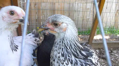 Three Hungry Chicks Stock Footage 22917419