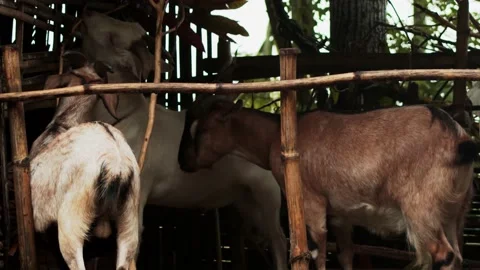 Three Hungry Goat eating leaf. Video stock 135541488