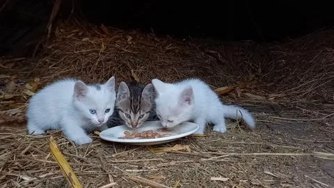 Three Hungry Kittens Eating Pet Food Together Outdoors 스톡 동영상 336870809