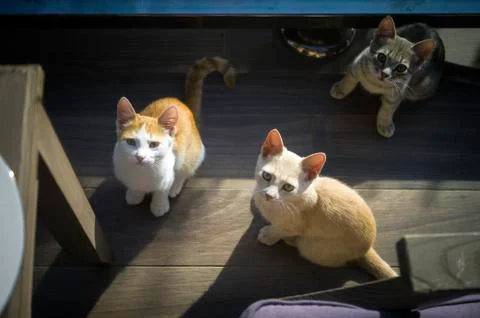 Three hungry kittens 写真素材