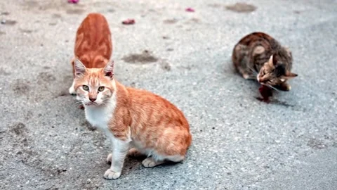 Three hungry stray street cats eat food or meat found in a dump on a city street Stock Footage 256647799