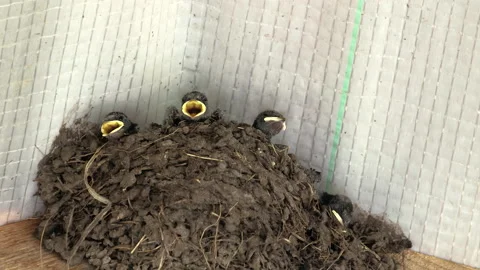 Three hungry swallow Chicks with open beaks sit in a clay nest and demand food 스톡 동영상 137625175