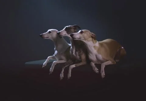 Three hunter dog on sofa on dark background Stock Photos