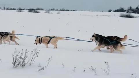 Three huskies are pulling a sled through the snow Stock Footage 270742157