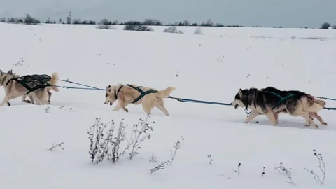 Three huskies are pulling a sled through the snow Vídeo Stock 271284278