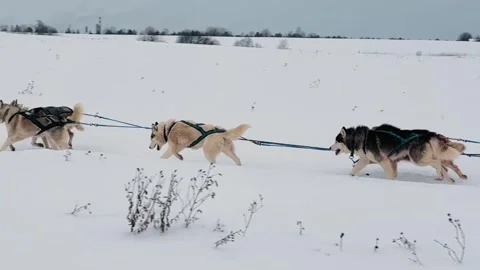 Three huskies are pulling a sled through the snow Stock Footage 271284292