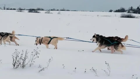 Three huskies are pulling a sled through the snow Stock Footage 276310037