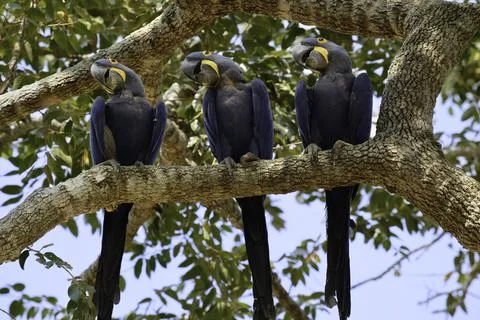 Three hyacinth macaws posing on a large tree branch Stock Photos