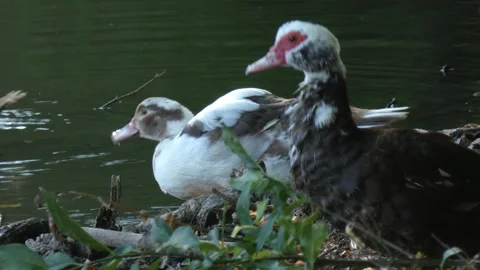 Three hybrid Mulard ducks preening feathers on lake shore Stock Footage 340241419
