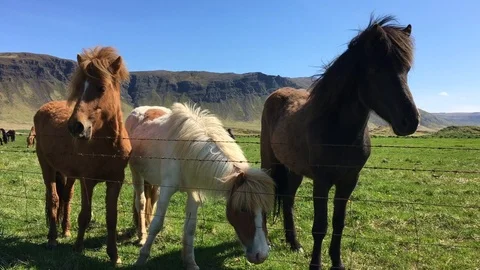 Three icelandic horses standing behind a barbed-wire fence Stock Footage 88939265