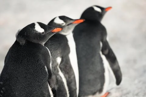 Three identical penguins Stock Photos