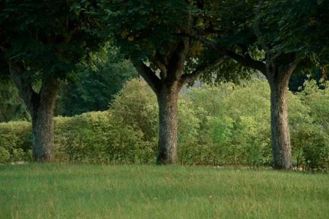 Three identical trees on the background of bushes in a green Park. Stock Photos