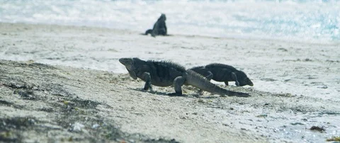 Three Iguanas walking on the seashore Stock-Footage 102198772