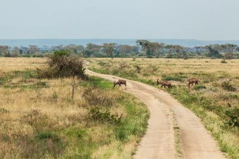 Three impala antelopes crossing the mud road one after another. Queen Elizabeth Stock Photos