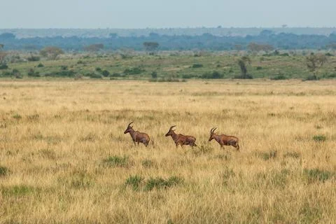 Three impala antelopes walking one after another in Queen Elizabeth National Stock-Fotos
